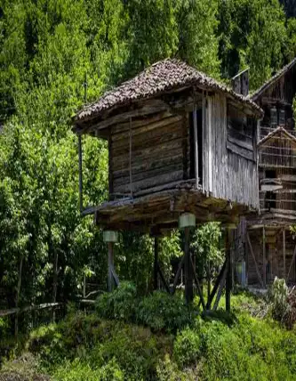 Tree Houses